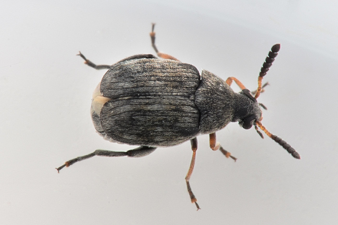 Chrysomelidae Bruchinae: Bruchidius mulsanti